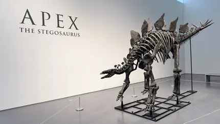 Premieră pe piața licitațiilor de relicve! Cât se cere pentru cel mai mare schelet de stegosaurus