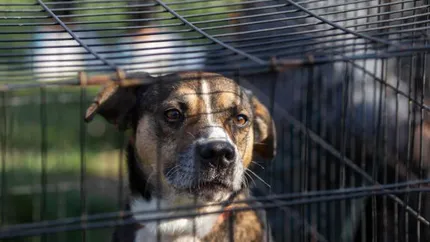 ASPA a lansat catalogul online cu câinii care pot fi adoptați în București. Aproape 2.000 de suflete așteaptă să fie luate acasă de noile familii