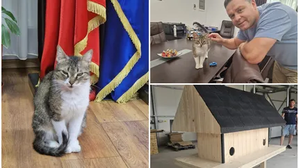 „Prima casă pentru pisici” din Sectorul 6. Au fost construite primele căsuțe pentru pisicile fără stăpân. „Avem grijă de felinele care nu au parte de un cămin”
