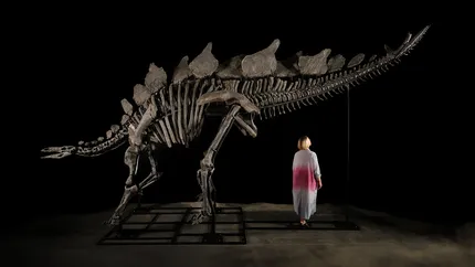 Câţi bani trebuie să scoţi din buzunar pentru cel mai mare schelet de stegosaurus. Licitaţia are loc la New York pe 17 iulie 2024