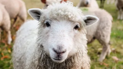 România este în topuri la numărul de ovine și caprine! Țara noastră ocupă locul doi după Spania. Scădere în ceea ce privește păsările