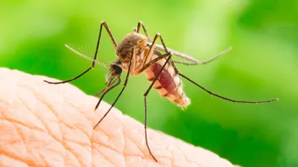 Alertă medicală! Primul caz de infecție cu virusul West Nile confirmat la un bărbat din București