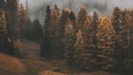 Prognoza meteo 29 ianuarie 2025. Vine primăvara mai devreme în România. Meteorologii anunță temperaturi mult mai ridicate