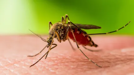 117 cazuri de West Nile în România și 7 decese. Bucureștiul, județul cu cele mai multe îmbolnăviri