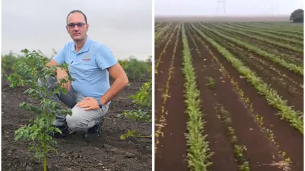 Un fermier din Arad a plantat o pădure de 38 de hectare, de la zero. Milan Kelo: Am vrut să atrag, în primul rând, precipitațiie în zonă