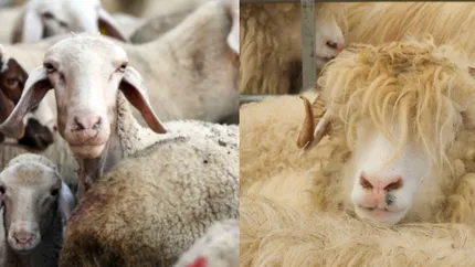 ANSVSA anunță extinderea cu încă 30 de zile a măsurilor de siguranță privind pesta rumegătoarelor mici