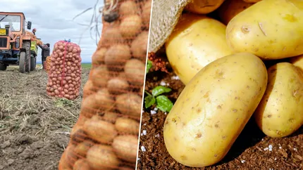 Seceta pedologică din acest an nu a afectat recolta de cartofi. Cultivatorii vor reuși, cel mai probabil, să își amortizeze investițiile, dar profitul este pus sub semnul întrebării