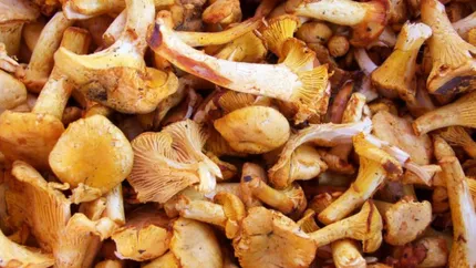 Cât costă 1 kilogram de hribi românești într-un supermarket din Italia. Prețul a stârnit controverse: Nu vă mai plângeți