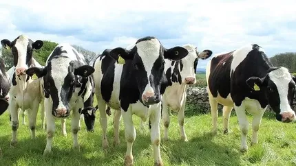 Parteneriat de 30 de milioane de euro pentru producerea de biometan la cea mai mare fermă de vaci din România