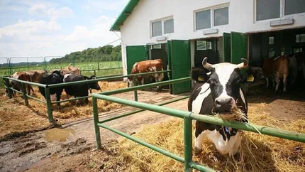 Taxe de mii de euro pentru proprietarii de ferme de vaci. Bani vor intra într-un fond de mediu