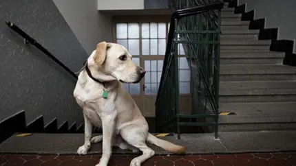 Românii care stau la bloc și au animale de companie riscă amenzi uriașe. În ce condiții se dau sancțiunile