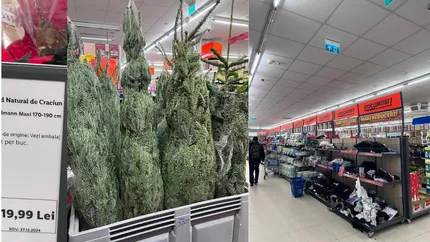 Cât costă brazii naturali de la Lidl. Deja e bătaie pe ei în această perioadă