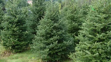 Cum îți dai seama dacă ai alergie la brad. Studiul din 2011 spune ce trebuie să faci înainte de împodobire, ca să nu ajungi la spital