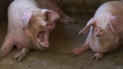 Preţ porc Crăciun 2024 la uşa fermei. Carnea de friptură şi cârnaţi, mult mai ieftină ca în supermarketuri