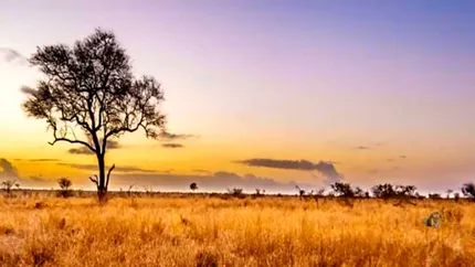 Testează-ți mintea. Poți găsi leul ascuns în doar 4 secunde?