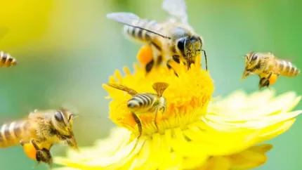 Cum reacționează sistemul imunitar în cazul alergiilor de la veninul de albine. Descoperirile făcute de oamenii de știință