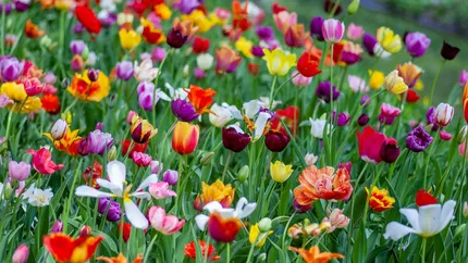 Cât de mult se scumpesc florile în 2025. Ce prețuri vor avea buchetele de primăvară