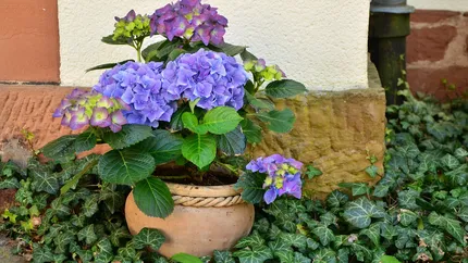6 pași în care poți repara florile afectate de îngheț. Gospdinele folosesc un ingredient ieftin, din bucătărie