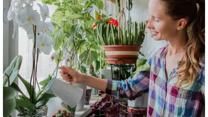 Plantele de apartament care înfloresc dacă le pui lângă calorifer. Cum trebuie să ai grijă de ele