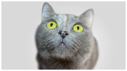 Meseria de veterinar este profesia cea mai căutată în 2025. Ce o face atât de atractivă
