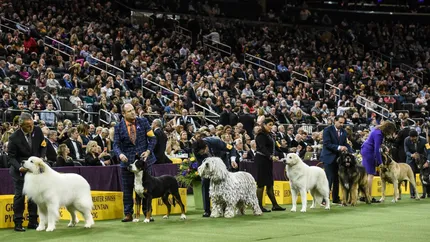 Monty a fost desemnat cel mai frumos câine din lume. Cum arată blănosul care a câștigat cel mai faimos concurs canin din SUA: Este foarte cool