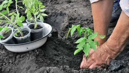 Care este momentul pentru a planta răsadurile de roşii. Trucul banal pentru o recoltă bogată și sănătoasă
