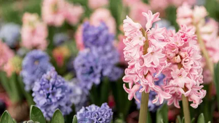 Cum se înmulțesc zambilele în grădină. Metoda simplă pentru cele mai frumoase flori