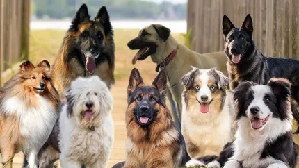 Care sunt cei mai dresabili câini, din punctul de vedere al specialiştilor. Sunt inteligenţi, agili şi foarte loiali