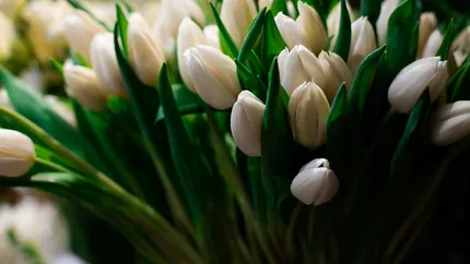 5 specii de flori pe care să nu le oferi niciodată doamnelor de 8 Martie. Descoperă ce semnifică, de fapt, acestea