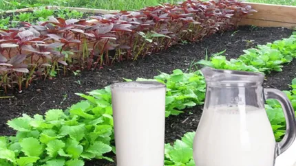 Nu mai arunca laptele expirat! Are un rol nebănuit în grădină. Trucul pe care trebuie să-l știi