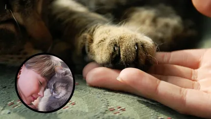 Lovitură pentru stăpânii de pisici! Ai doar 6 luni să respecți noua regulă, altfel rămâi fără animal!