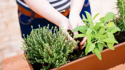 Trei plante aromatice care atrag norocul, dragostea și liniștea. Trebuie neapărat să le ai în bucătărie
