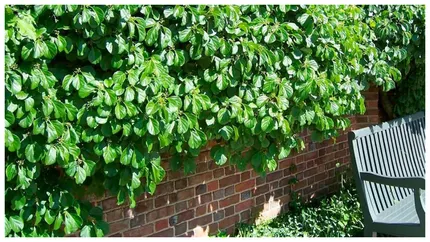 Cum să ai grădina verde, chiar și iarna. Plantele care sunt mereu verzi și îți înfrumusețează grădina