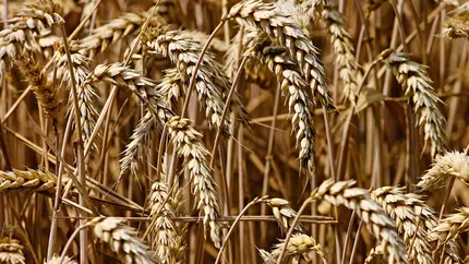 România, cel mai mare exportator de cereale din Uniunea Europeană. Ultimele date publicate de Comisia Europeană