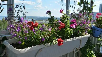 Noi reguli la bloc. Atenție la ghivecele de pe balcon! Amendă în valoare de 1.500 de lei pentru cei care pun prea multă apă la flori