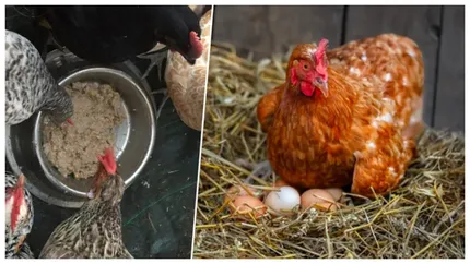 Alertă alimentară! Olandezii sunt avertizați să nu mănânce ouăle găinilor din curte pentru că sunt pline de chimicale