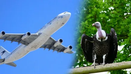 Pasărea care zboară mai sus decât un avion. Poate ajunge chiar și la 11.300 de metri