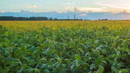 Prognoza agrometeorologică ANM 19-23 mai 2025. Dezvoltarea culturilor de primăvară, mai lentă în zonele depresionare din nord şi centru