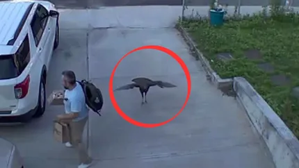 VIDEO Un bărbat a fost victima atacului unui curcan furios. Cum a reușit să scape
