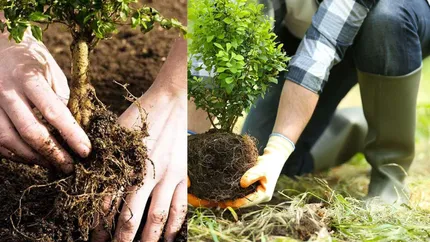 Plantarea copacilor la casă. Ce trebuie să știi despre sezon, sol și regulile locale