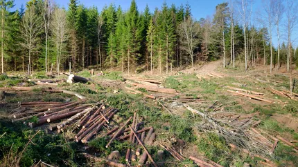 Peste 3 milioane de hectare de pădure evaluate de Romsilva la zero lei. Curtea de Conturi cere urmarirea penală