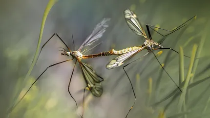 Cum să scapi de țânțari fără să dai bani pe soluții din comerț. Trucurile ieftine și naturale care țin insectele la distanță