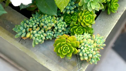 Planta pe care trebuie să o ai în casă, în luna iulie. Atrage norocul la bani și alungă ghinionul din viața ta