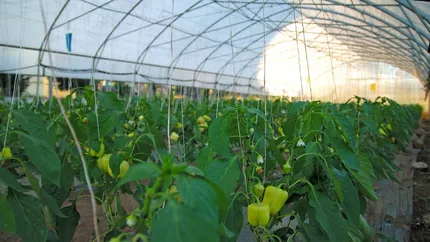 Amenzi de până la 10.000 de lei pentru românii care stau la curte şi vor să crească legume. Regula pe care mulţi o ignoră