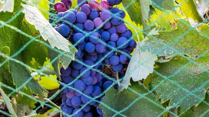 Greșeala banală care îți distruge recolta de struguri. La ce distanță trebuie să plantezi via de gard