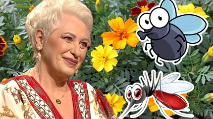 Planta-minune care te scapă de muşte, ţânţari şi furnici. Lidia Fecioru: Este aur curat