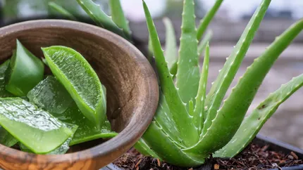 Ce este obligatoriu să pui în ghiveciul plantei de aloe vera ca să crească sănătoasă. Cât de des trebuie s-o uzi