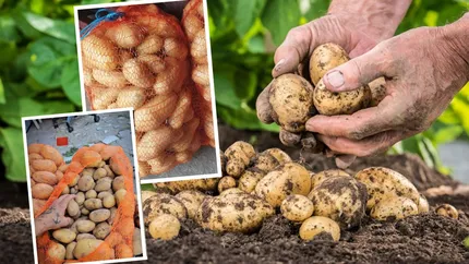 Metoda tubul, o nouă escrocherie românească. Cum sunt păcăliți românii să cumpere cartofi stricați