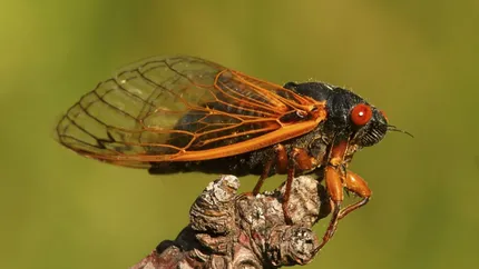 Un grup de bucureșteni terorizați de cicadele „grecești” au depus plângere la primărie. Specialist: „Ne cer să le omorâm pentru că-i deranjează pe ei zgomotul. Este exagerat!”