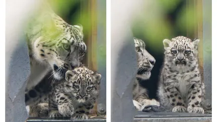 Un pui de leopard de zăpadă rar s-a născut într-o grădină zoologică din Marea Britanie. O cameră ascunsă l-a suprins făcând primii pași